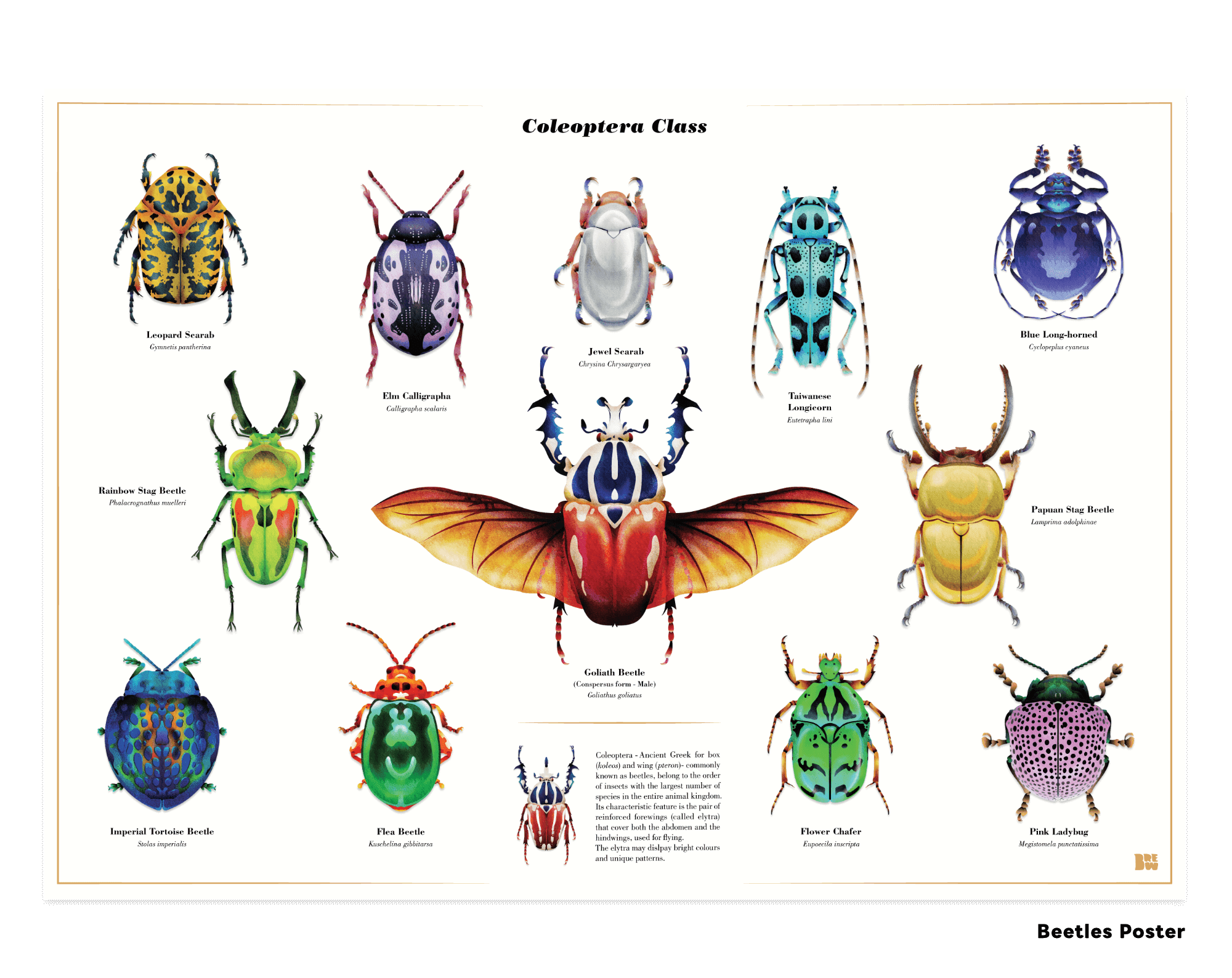 Bettle Series