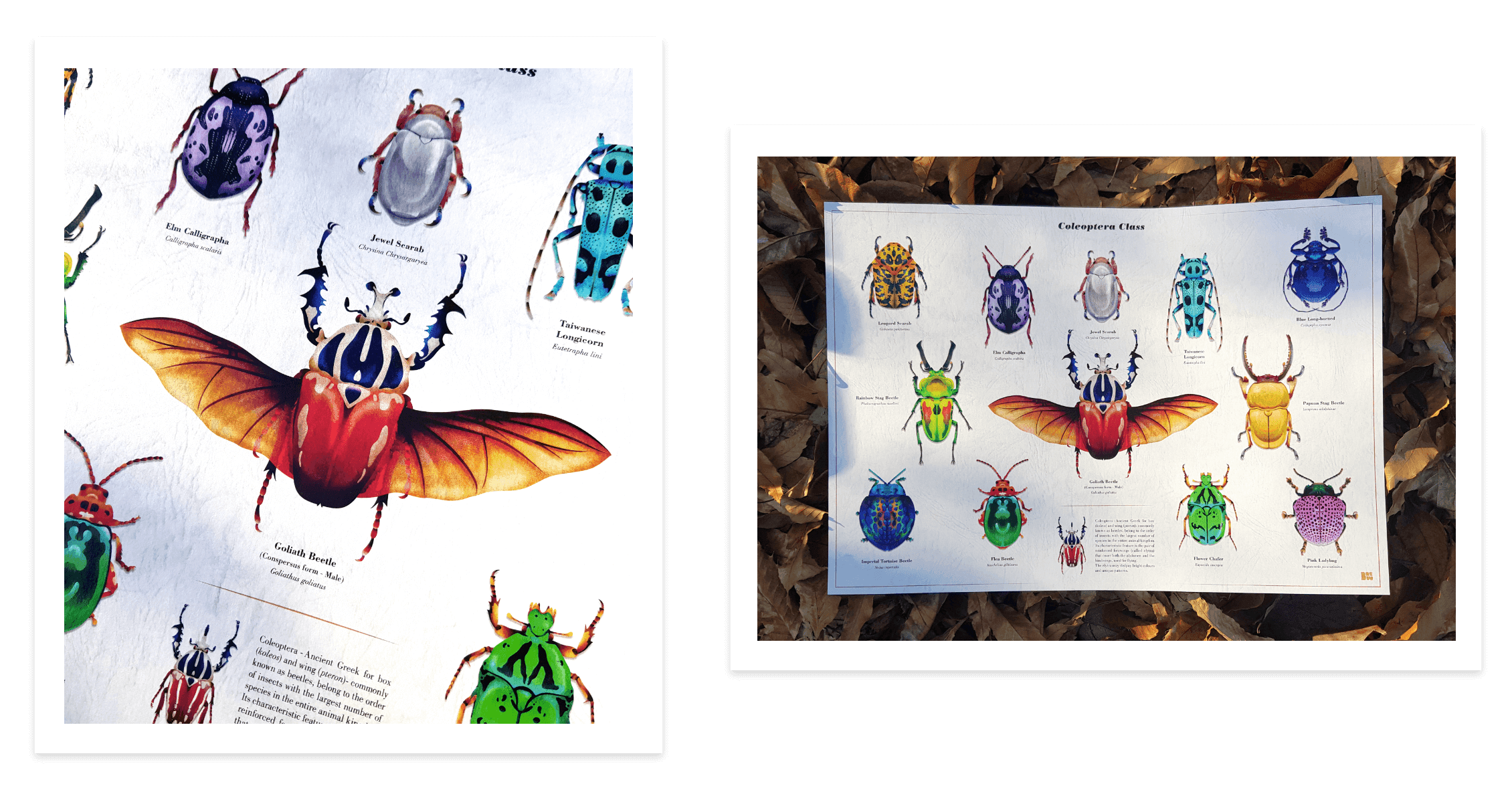 Bettle Series