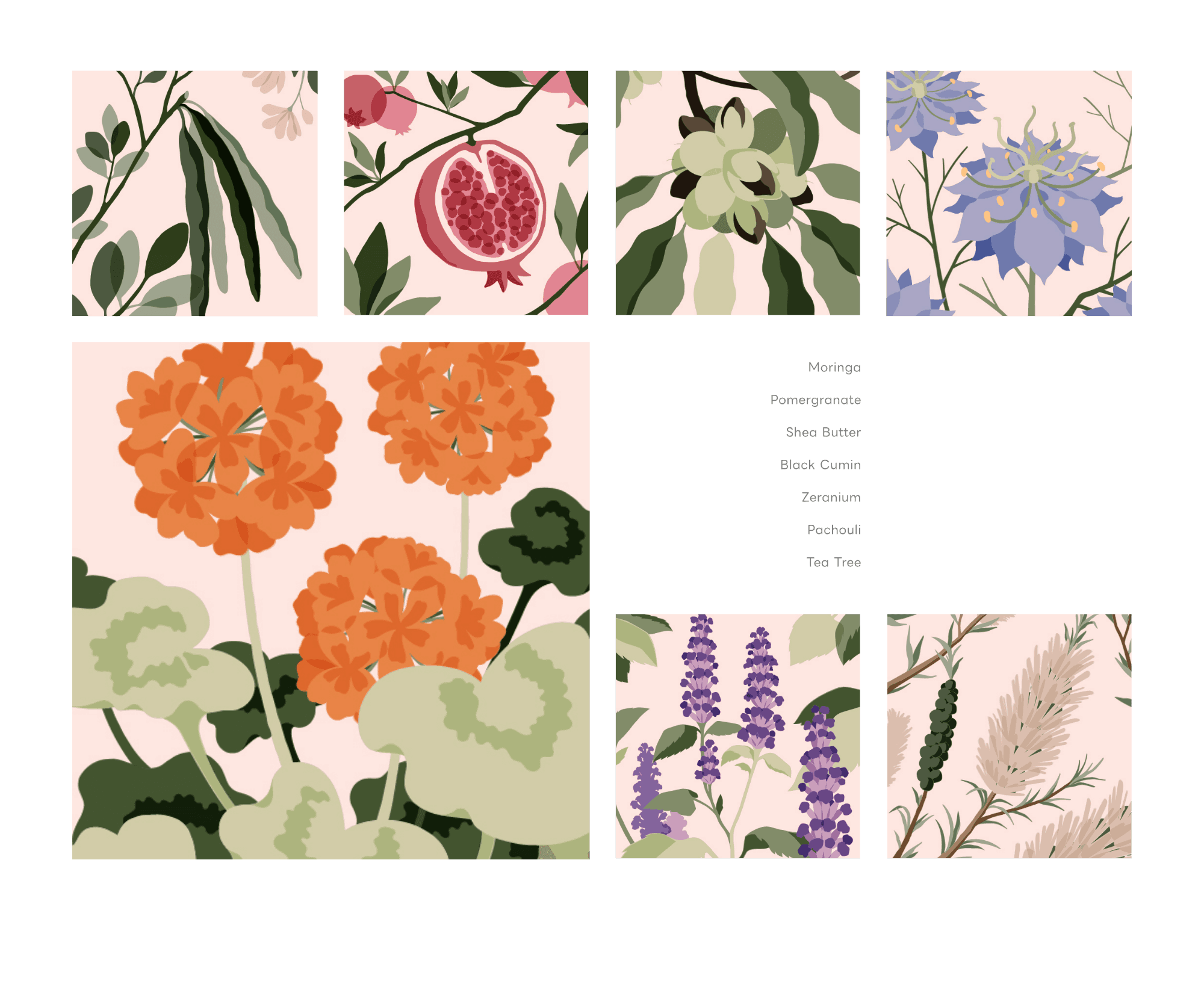 Botanical Illustration Series