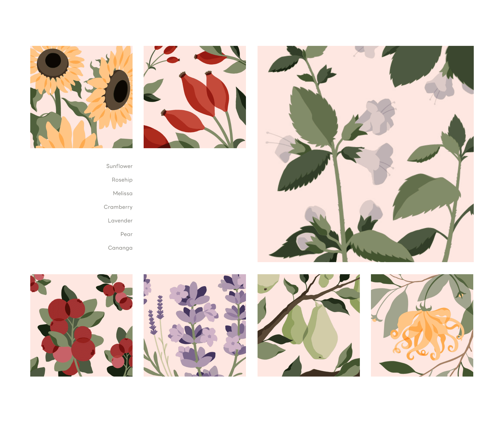 Botanical Illustration Series