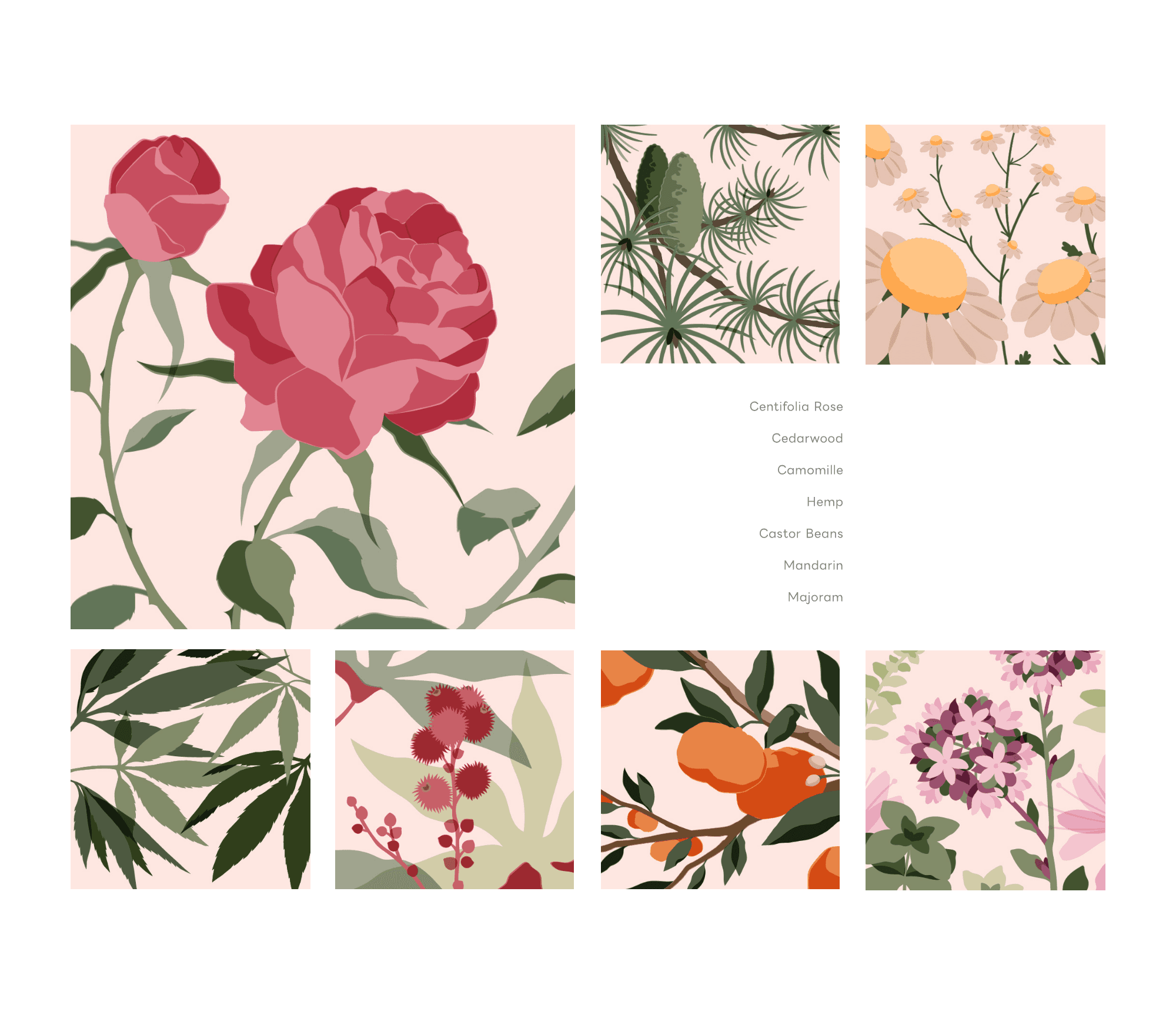 Botanical Illustration Series