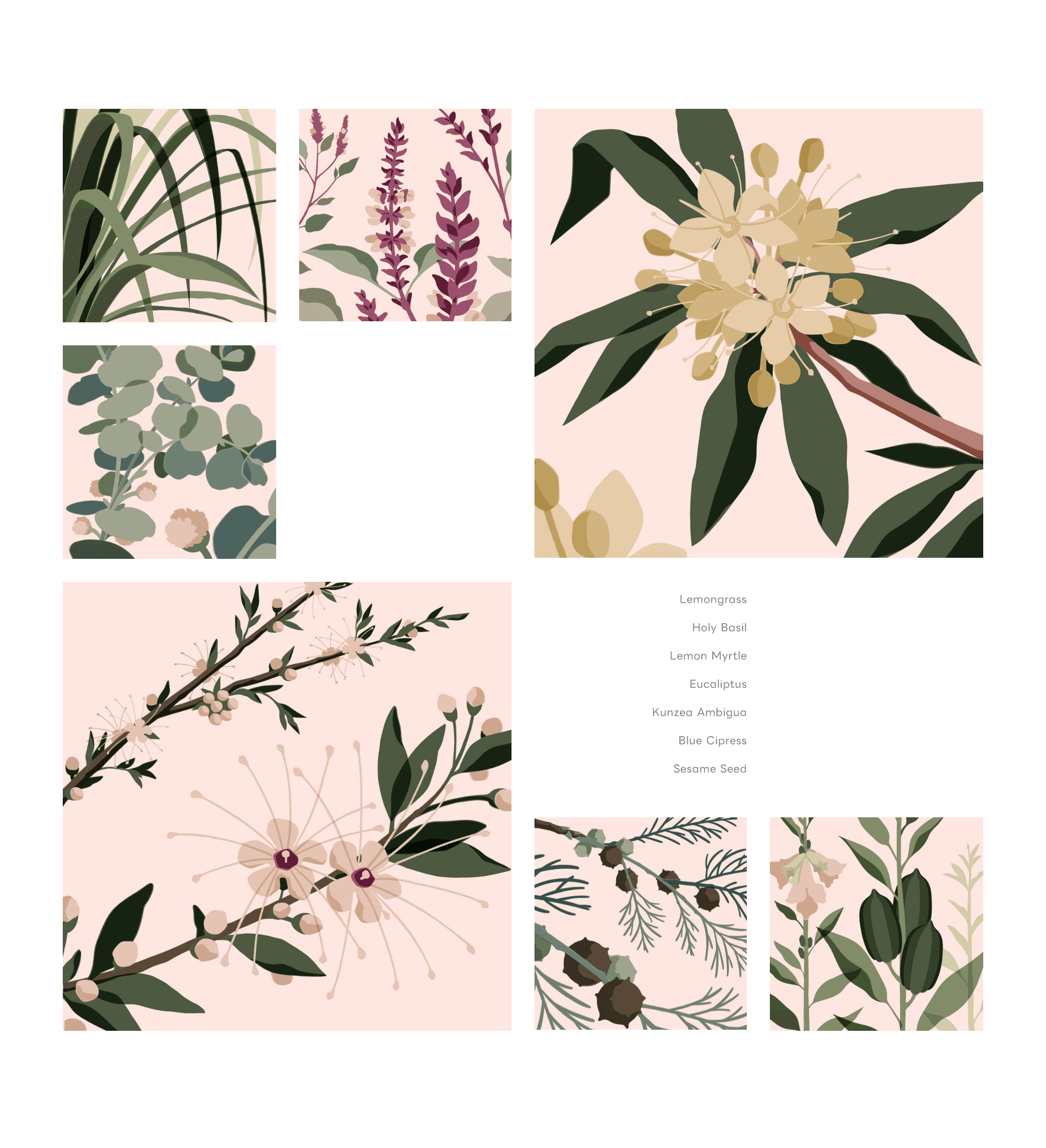 Botanical Illustration Series