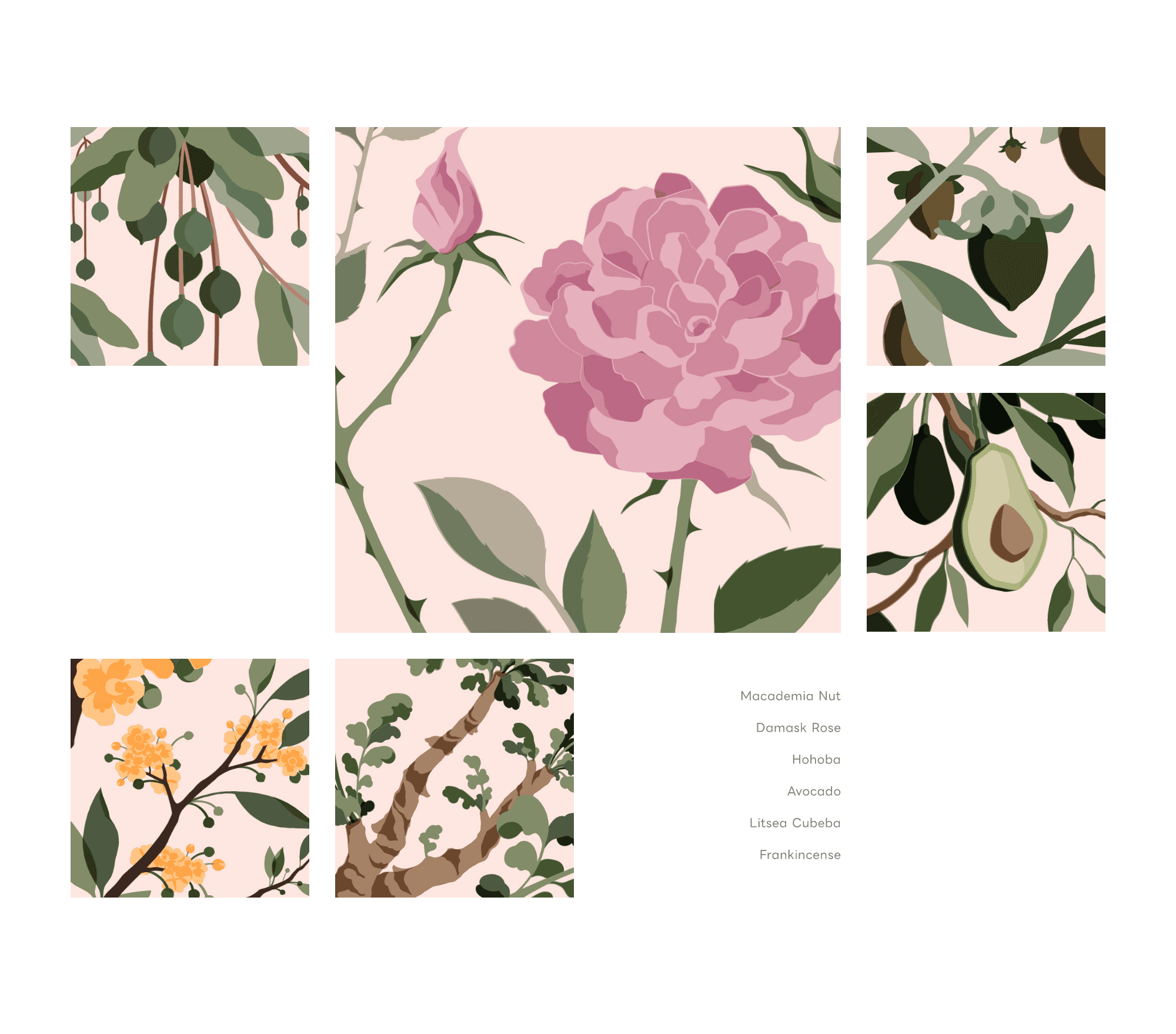 Botanical Illustration Series