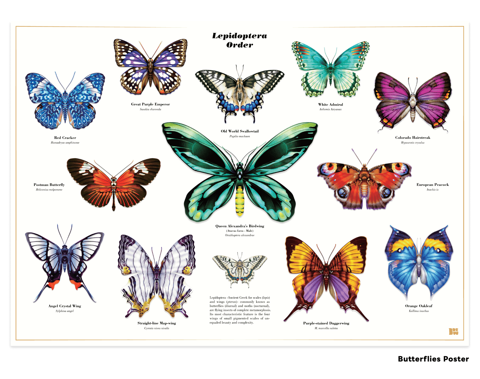 Butterfly Series