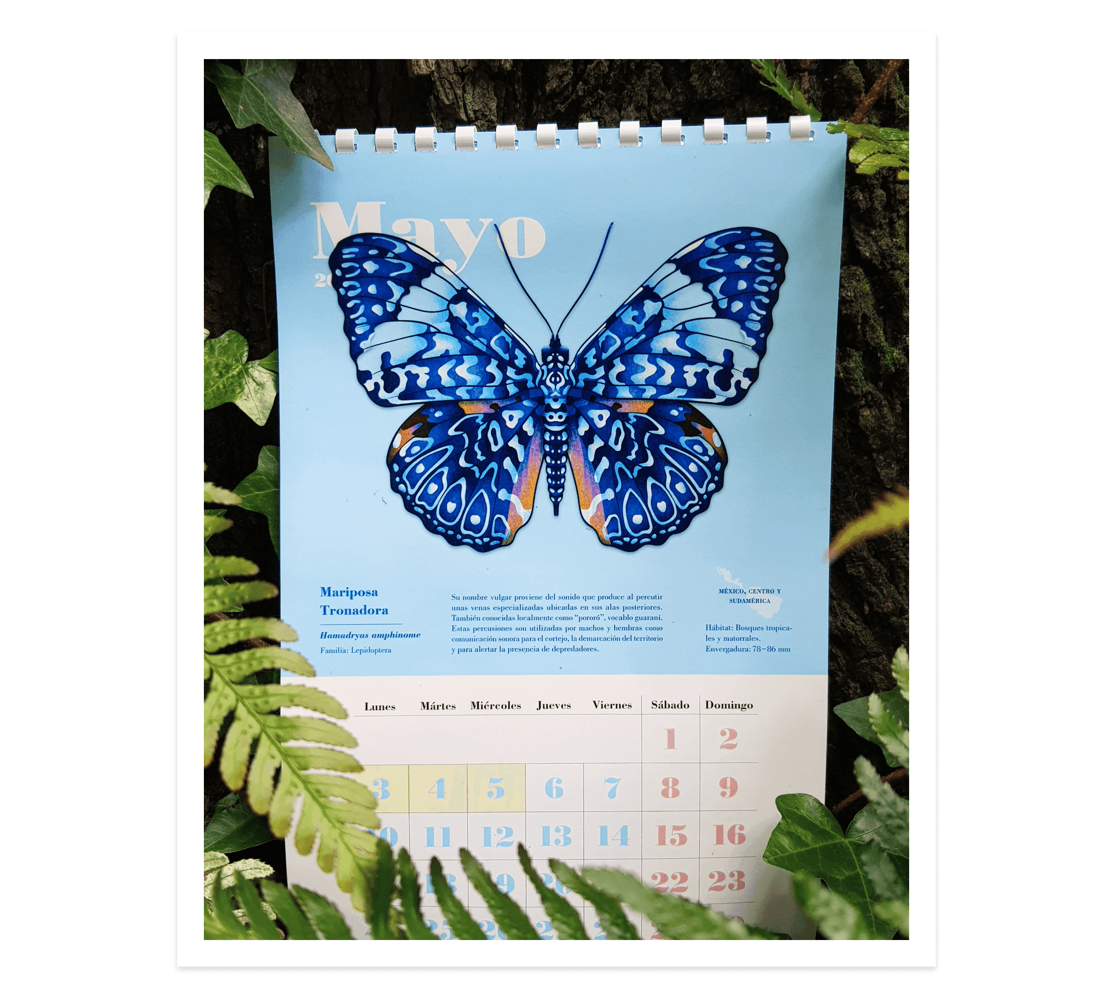 Butterfly Series