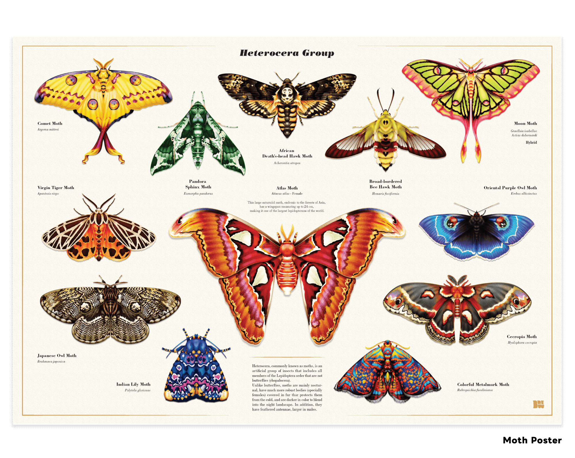 Moth Series