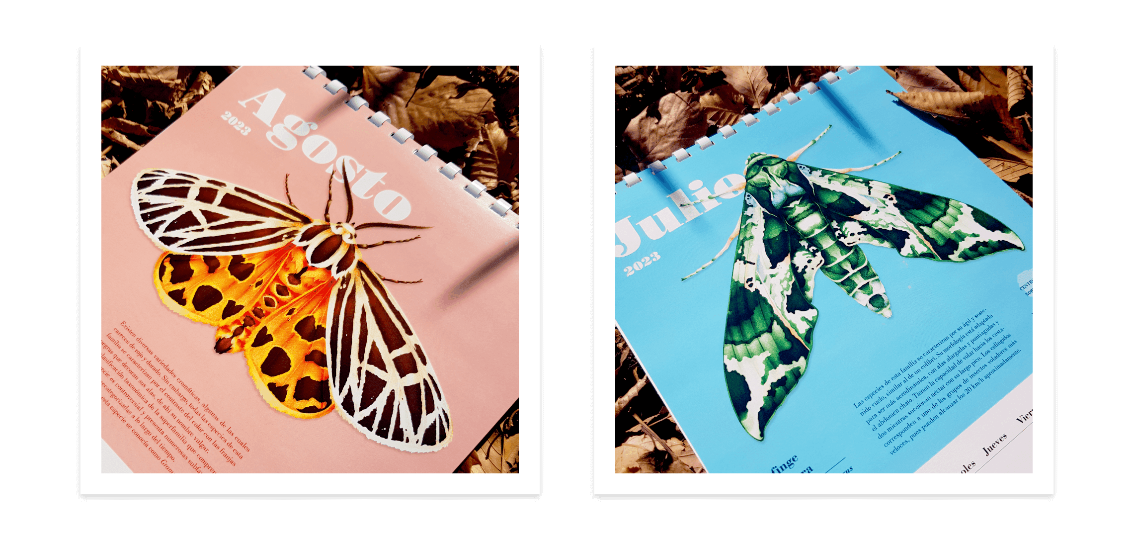 Moth Series