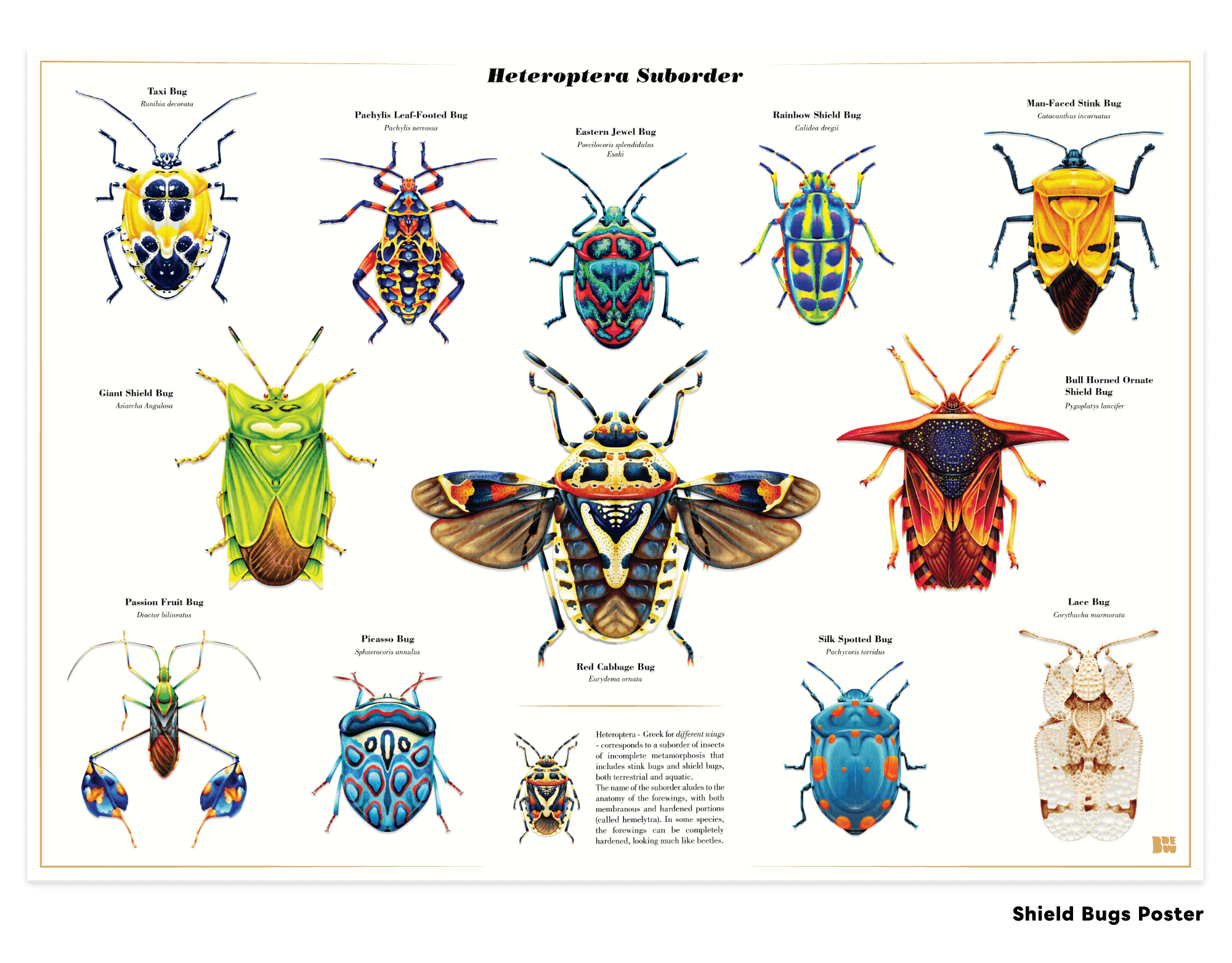 Shield Bug Series