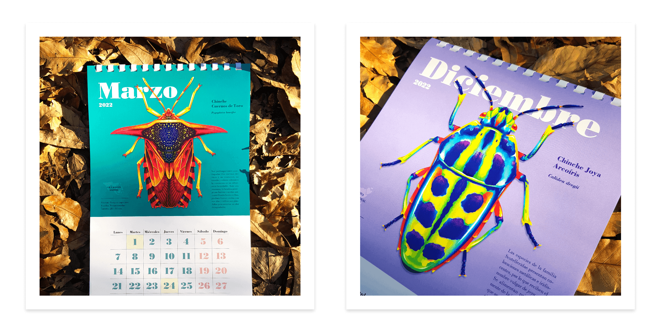 Shield Bug Series